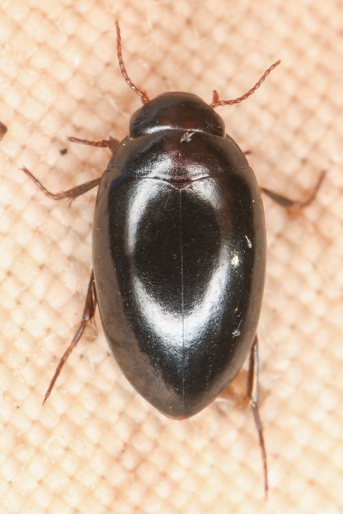 Agabinus glabrellus