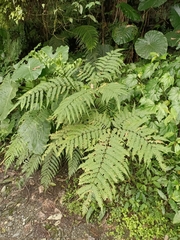 Pteris wallichiana
