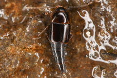 Nitidotachinus