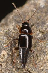 Nitidotachinus