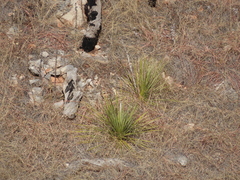 Yucca glauca