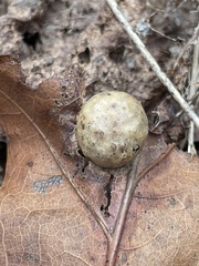 Amphibolips quercusostensackenii