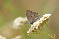 Satyrium sylvinus