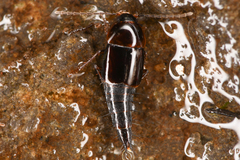 Nitidotachinus
