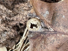 Amphibolips quercusostensackenii
