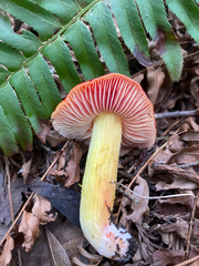Hygrocybe laetissima