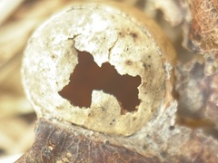 Amphibolips quercusostensackenii