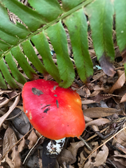 Hygrocybe laetissima