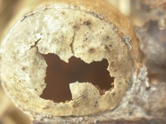 Amphibolips quercusostensackenii