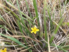 Oxalis exilis