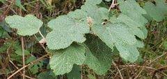 Rubus formosensis