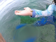 Plakobranchus ocellatus