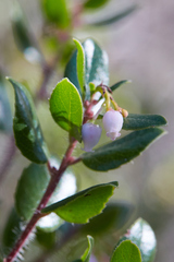 Arctostaphylos sensitiva
