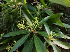 Machilus