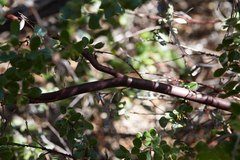 Arctostaphylos sensitiva