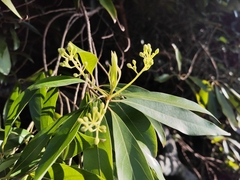 Machilus