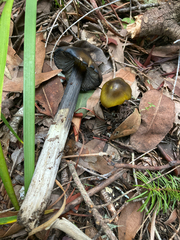 Hygrocybe singeri