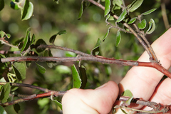 Arctostaphylos sensitiva