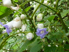 Strobilanthes heyneana