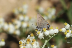 Satyrium sylvinus