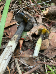 Hygrocybe singeri