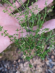 Galium porrigens