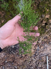 Galium porrigens