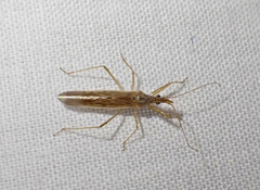 Nabis kinbergii
