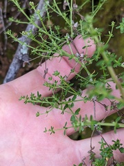 Galium porrigens