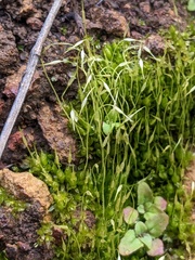 Funaria hygrometrica