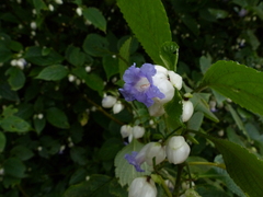 Strobilanthes heyneana