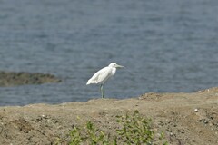 Egretta eulophotes