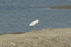Egretta eulophotes