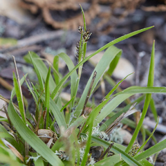 Luzula comosa comosa