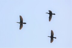 Phalacrocorax fuscicollis