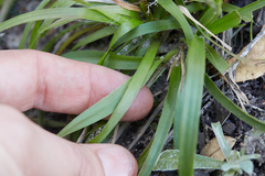 Luzula comosa comosa