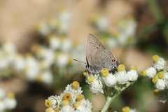 Satyrium sylvinus