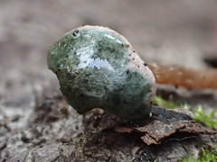 Pseudobaeospora stevensii