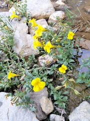 Erythranthe glabrata