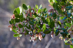 Arctostaphylos sensitiva