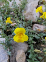 Erythranthe glabrata