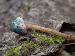 Pseudobaeospora stevensii