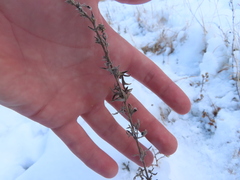 Artemisia cana