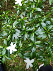 Tabernaemontana divaricata