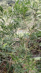 Acacia confusa