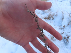 Artemisia cana