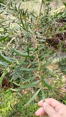 Acacia confusa
