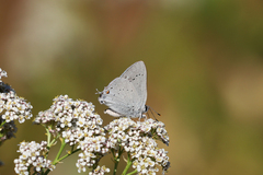 Satyrium sylvinus