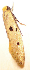 Tinea trinotella