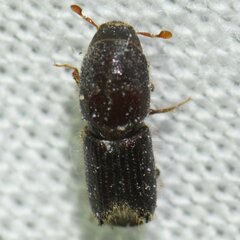 Ips grandicollis